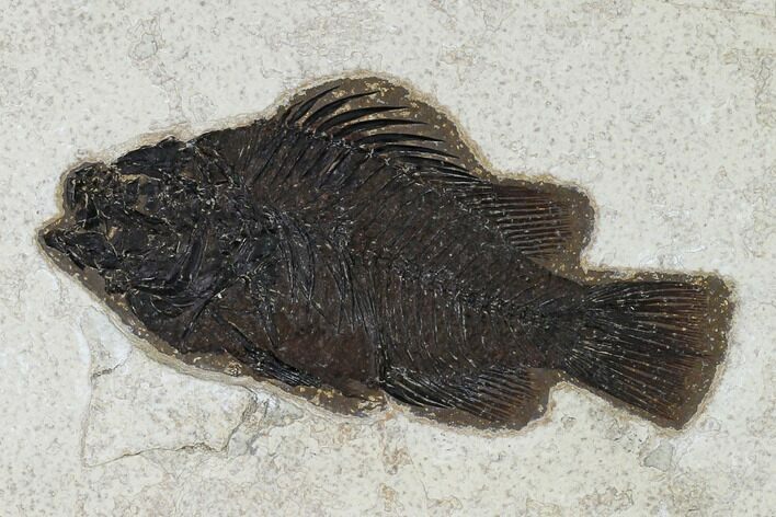 Fossil Fish (Cockerellites) - Wyoming #158563